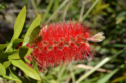  Australian Red Bottlebrush (Callistemon)
