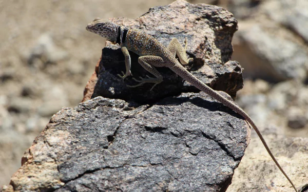  Common collared lizard or Eastern Collared Lizard