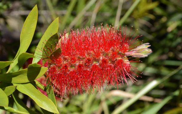 Close-up of a vivid red bottlebrush flower with green leaves and blurred foliage, 2K Quad HD PC desktop wallpaper and background of a flowering plant in nature.