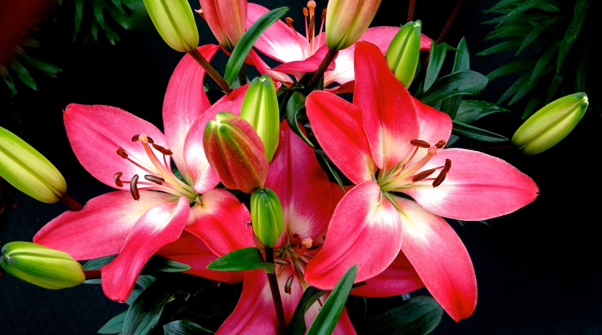 Pink Lilies.
