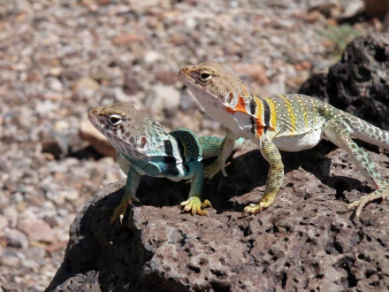  Colorful Collared Lizards in the Sun