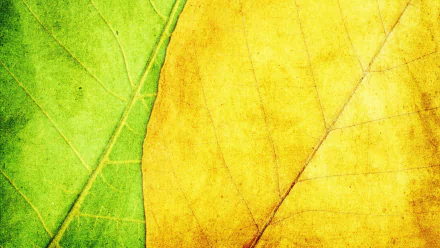 nature leaf HD Desktop Wallpaper | Background Image