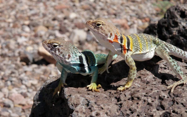  Colorful Collared Lizards in the Sun