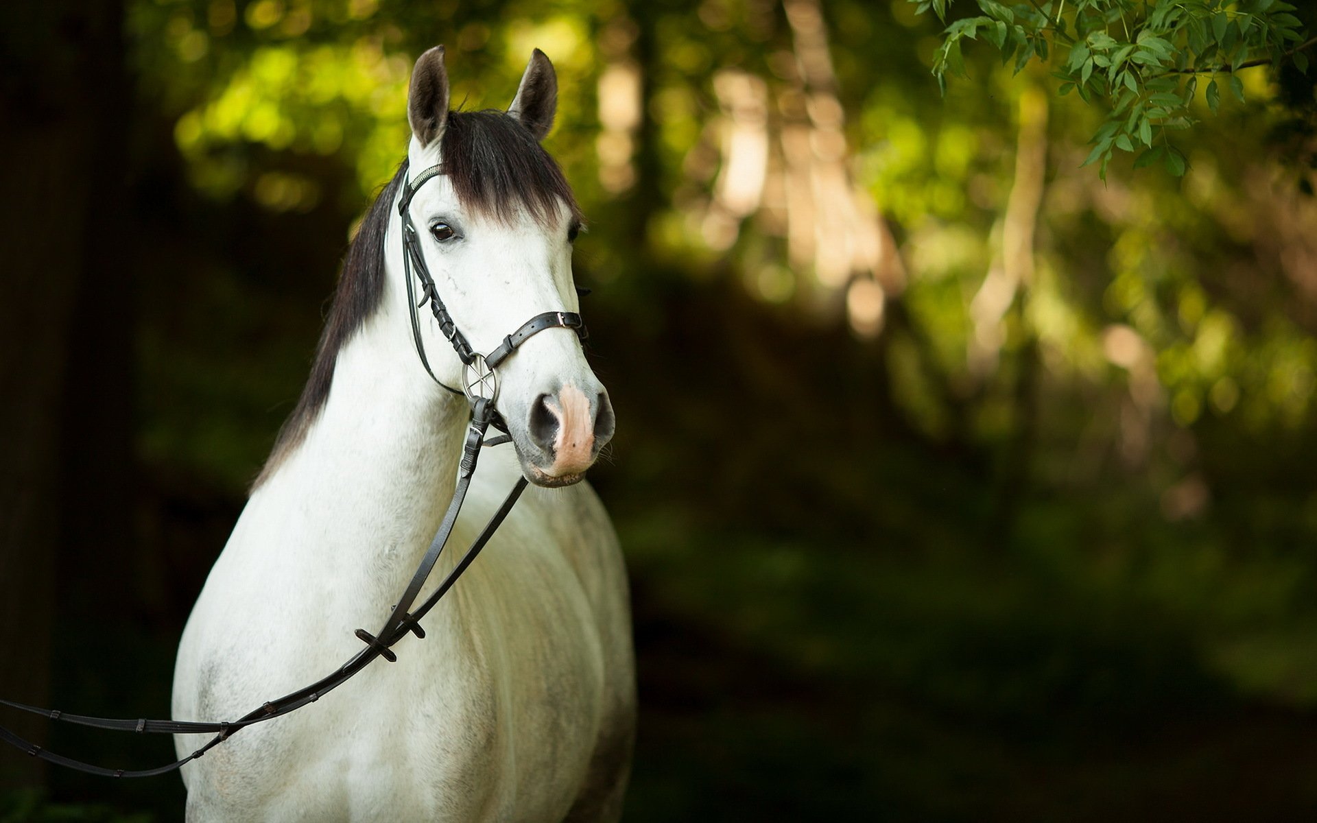 HD PC desktop wallpaper featuring a close-up of a white horse with a bridle against a softly blurred green forest background.