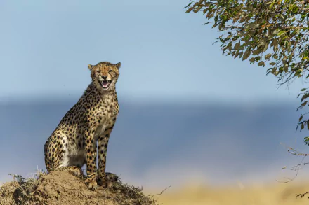 A majestic cheetah stares intently while perched on a mound, set against a serene landscape backdrop. This HD desktop wallpaper captures the essence of the wild.
