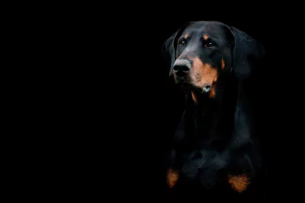 HD desktop wallpaper featuring a doberman pinscher with a focused expression, highlighted against a dark background.