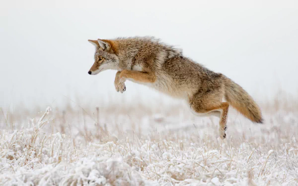 snow jump winter Animal coyote HD Desktop Wallpaper | Background Image