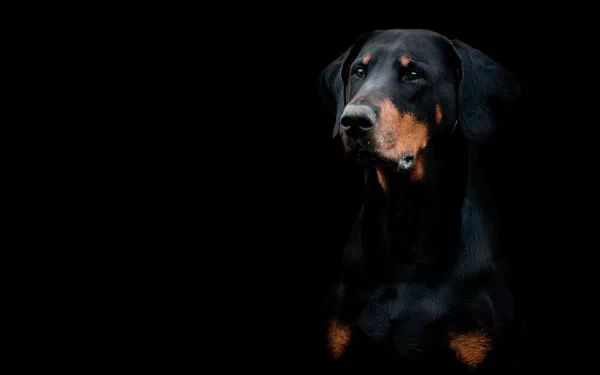 HD desktop wallpaper featuring a doberman pinscher with a focused expression, highlighted against a dark background.
