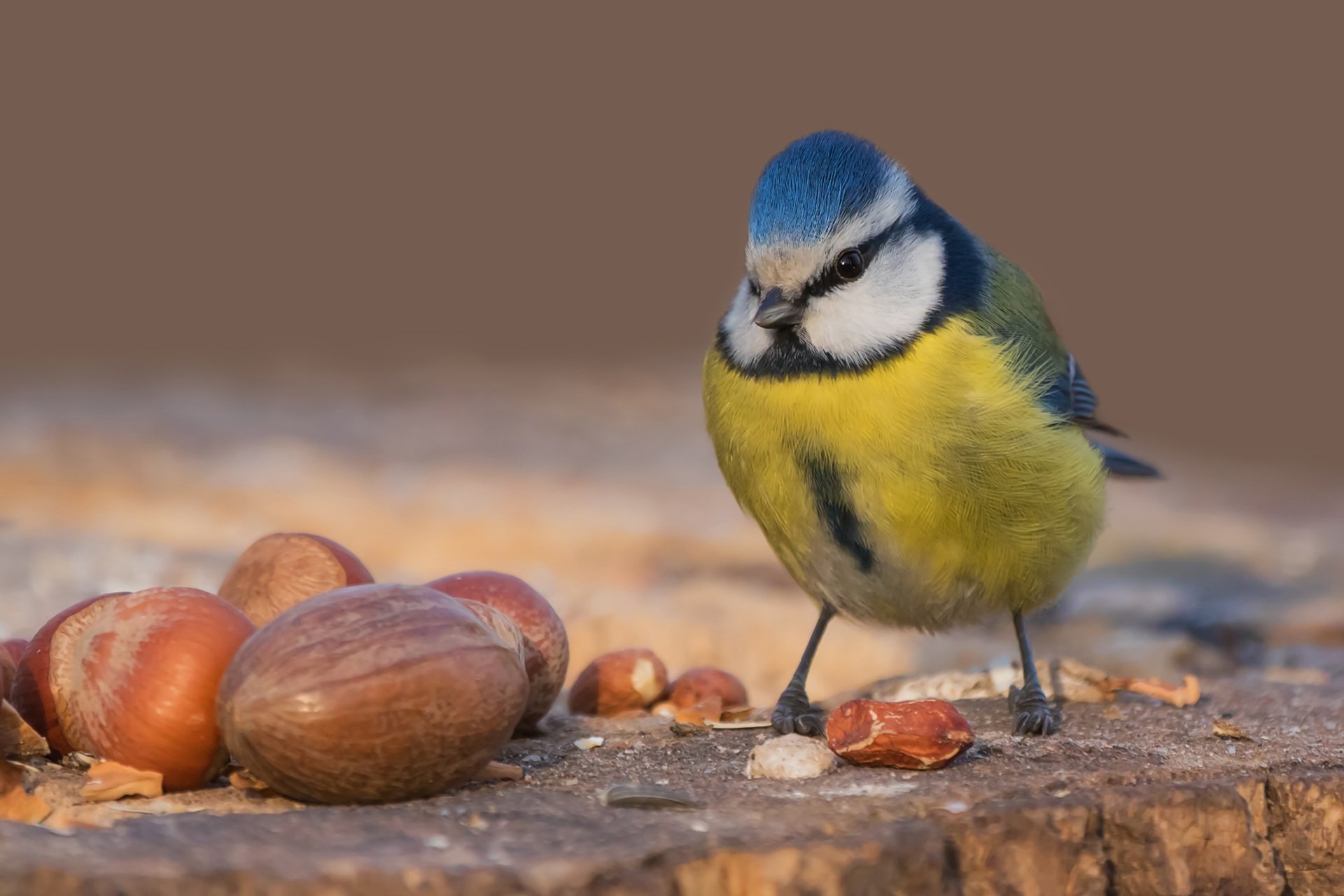 Download Walnut Bird Animal Titmouse HD Wallpaper