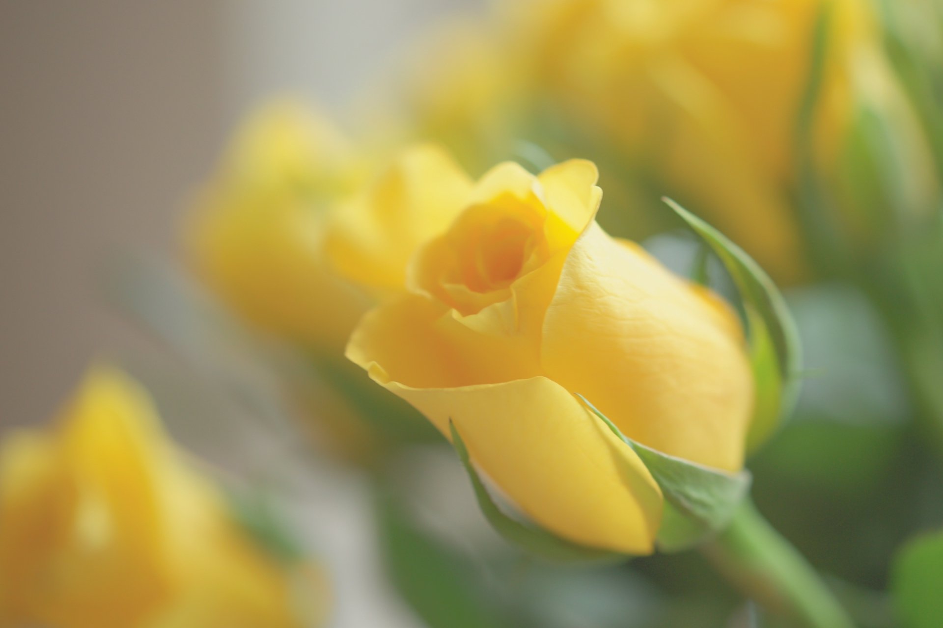 Close-up HD wallpaper of a vibrant yellow rosebud surrounded by softly blurred yellow flowers, capturing the delicate beauty of nature in full bloom.