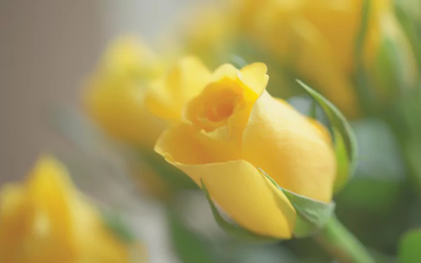 Close-up HD wallpaper of a vibrant yellow rosebud surrounded by softly blurred yellow flowers, capturing the delicate beauty of nature in full bloom.