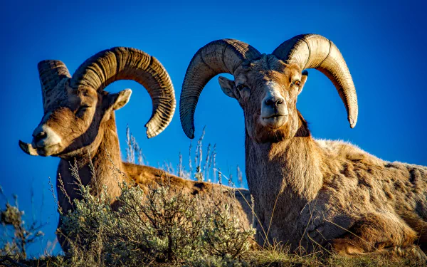 Animal bighorn sheep HD Desktop Wallpaper | Background Image