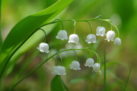 nature white flower close-up flower lily of the valley HD Desktop Wallpaper | Background Image