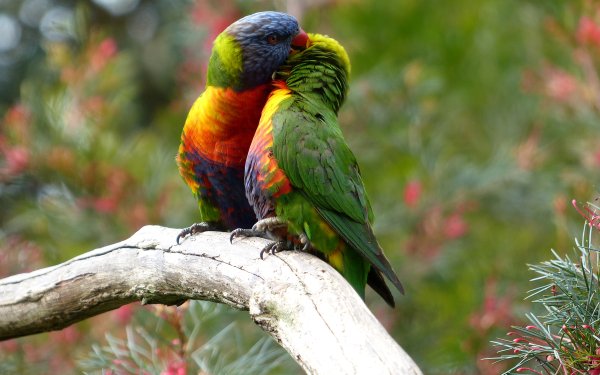 Animal Rainbow Lorikeet Birds Parrots Parrot Bird Wildlife Couple HD Wallpaper | Background Image