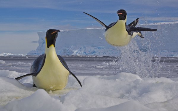 Animal Penguin Birds Penguins Emperor Penguin Playing Ice Snow HD Wallpaper | Background Image