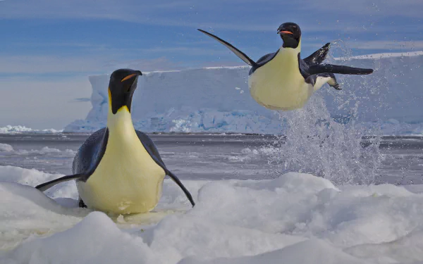  Playful Emperor Penguins