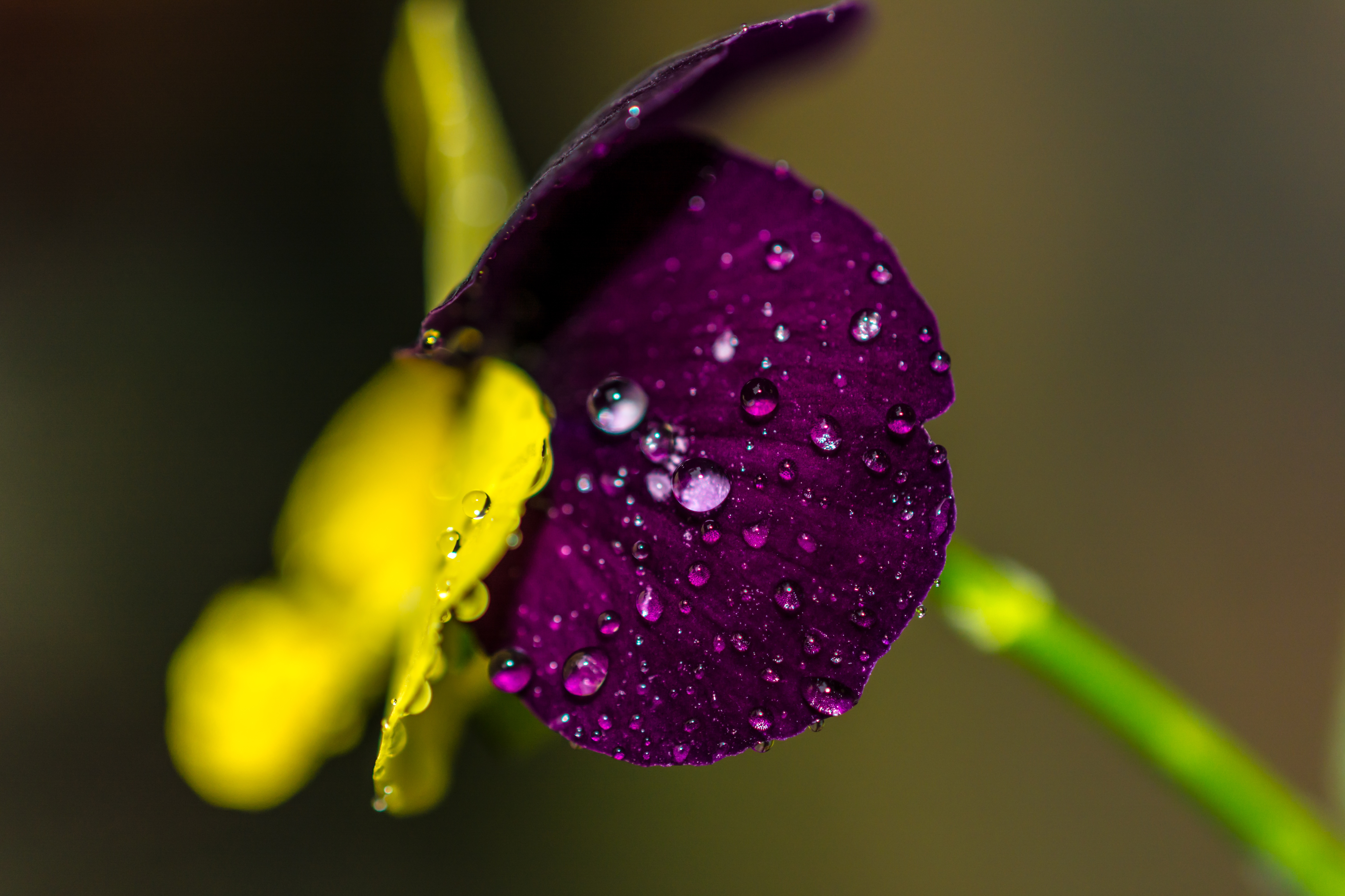 Download Purple Flower Water Drop Macro Nature Flower 4k Ultra HD Wallpaper