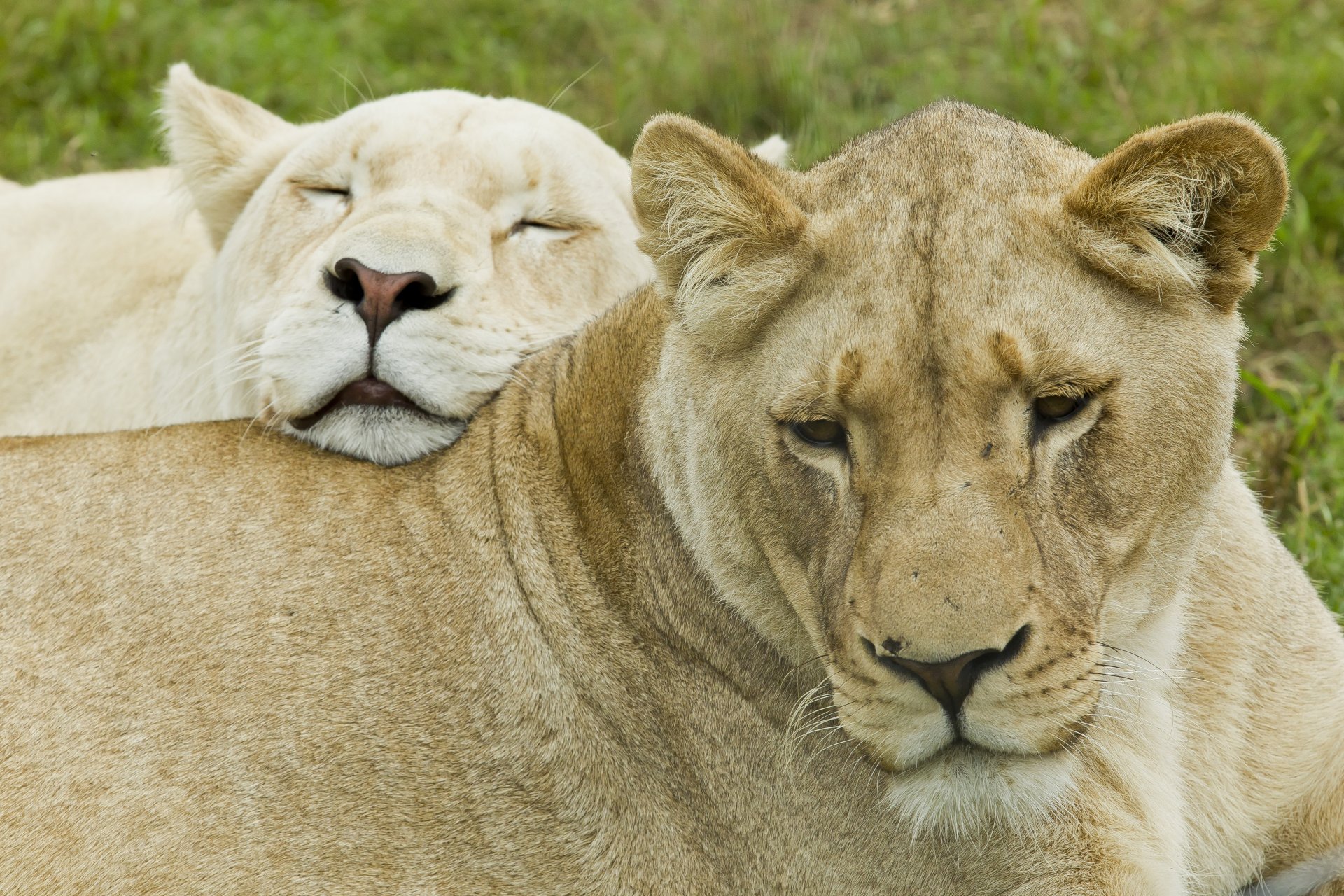 A close-up 4K Ultra HD image of a sleeping white lion resting its head on another lion’s back in a natural setting.