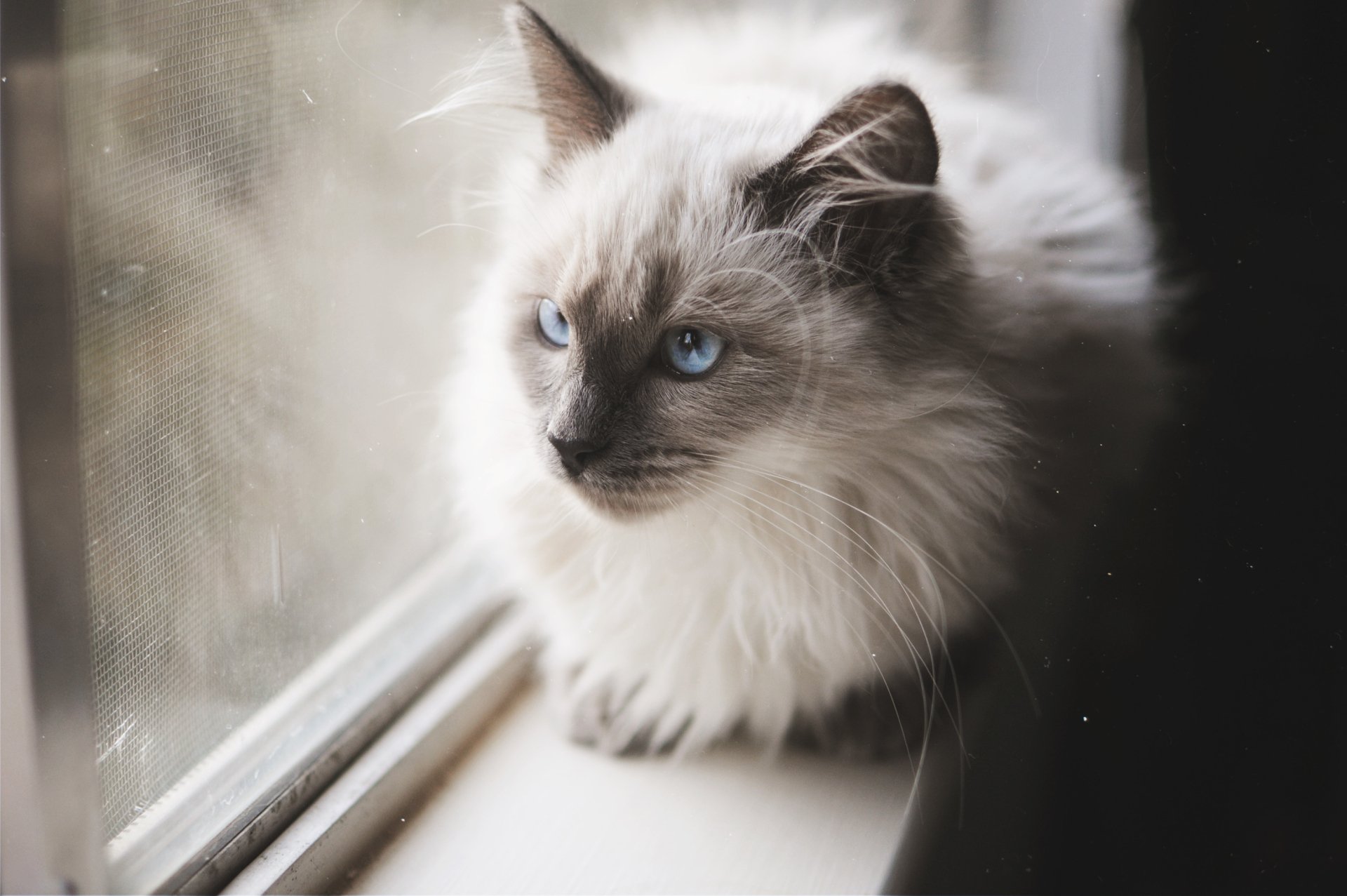 Download Blue Eyes Animal Cat HD Wallpaper | 3008x2000 | Wallpaper Abyss