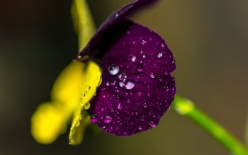 680 水滴高清壁纸 桌面背景
