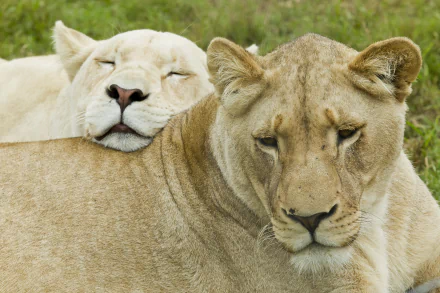 sleeping white lion Animal lion HD Desktop Wallpaper | Background Image