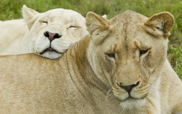 A close-up 4K Ultra HD image of a sleeping white lion resting its head on another lion’s back in a natural setting.