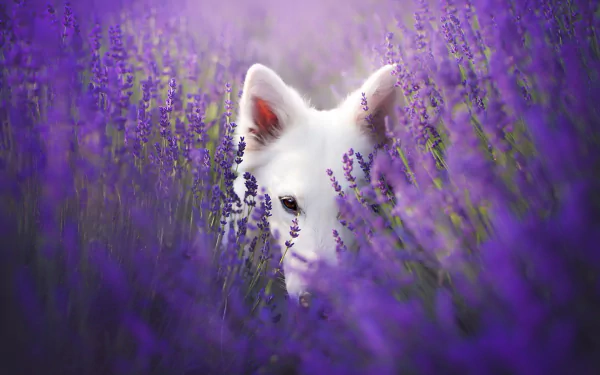 A white shepherd dog peeks through a vibrant field of purple lavender flowers in an HD PC desktop wallpaper.