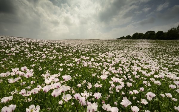 Earth Flower Flowers Meadow Nature White Flower Cloud HD Wallpaper | Background Image