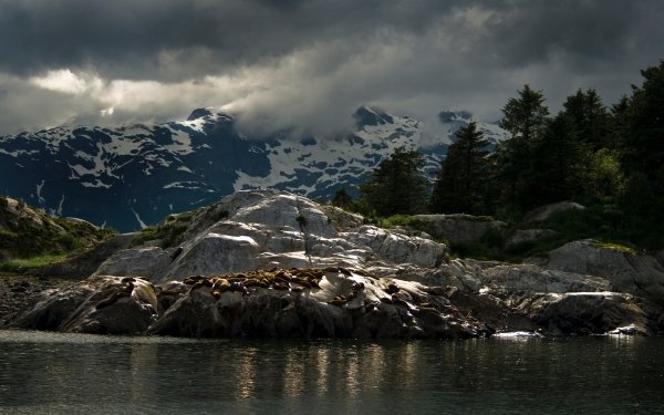 Animal Seal Seals Alaska Mountain Snow National Park Cloud Nature Water Bay HD Wallpaper | Background Image