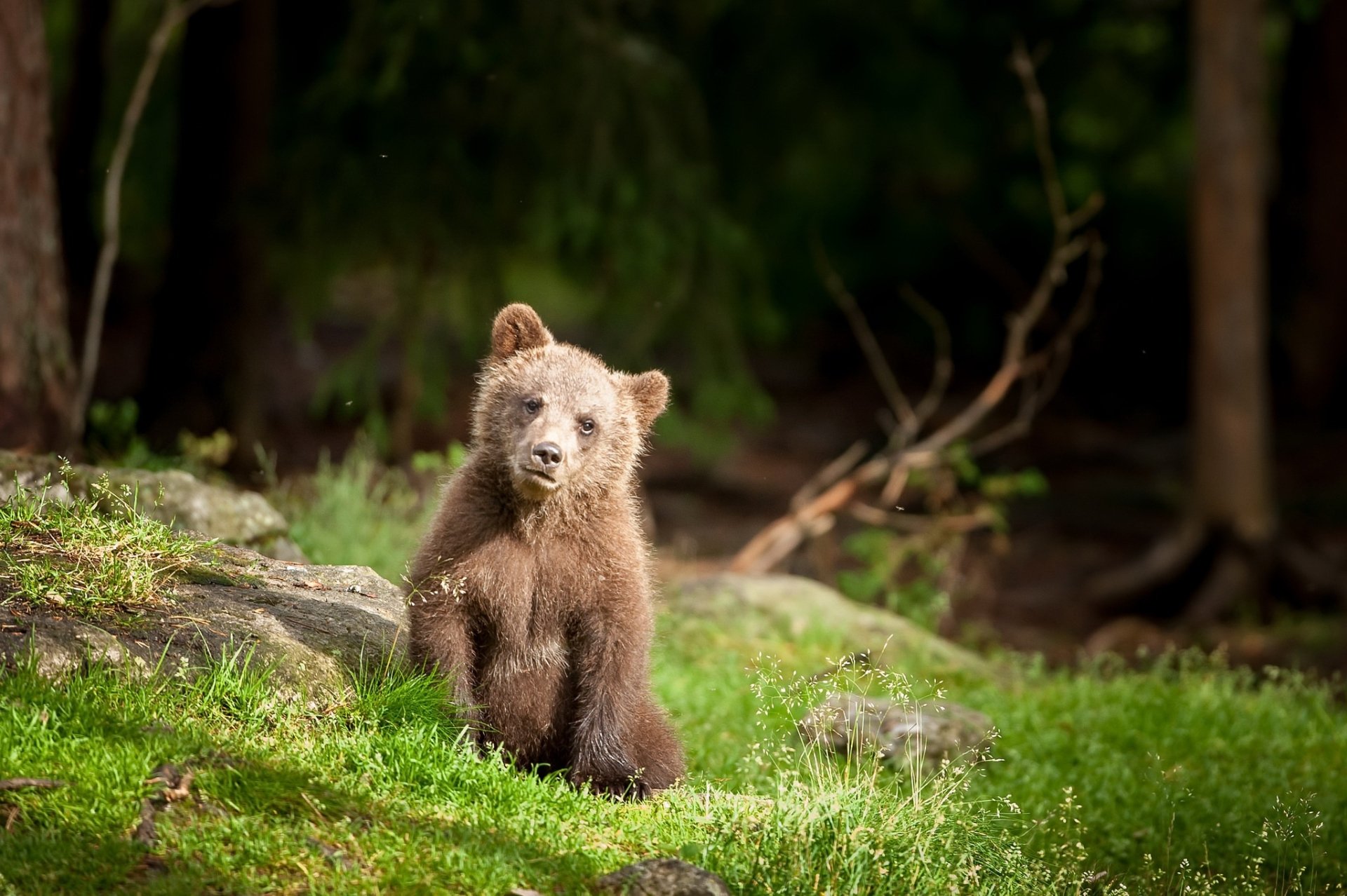 Animal Bear HD Wallpaper