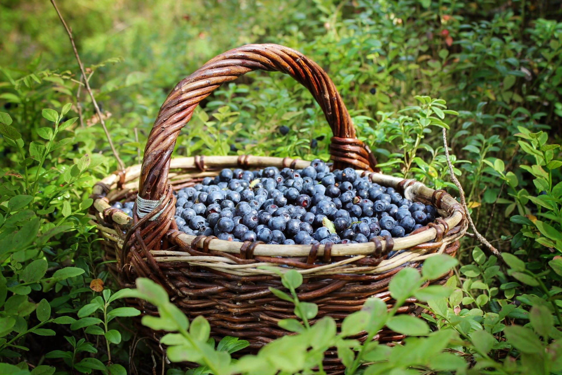 Food Blueberry HD Wallpaper