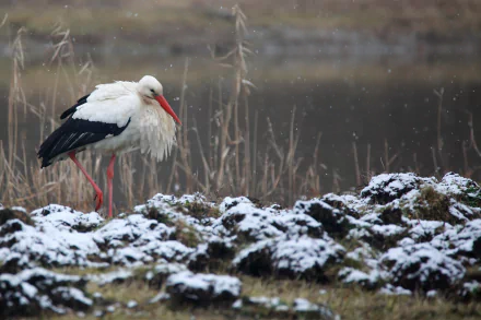 A white stork with black wing feathers stands on snowy ground near a calm body of water, captured in this HD PC desktop wallpaper featuring wildlife and nature.