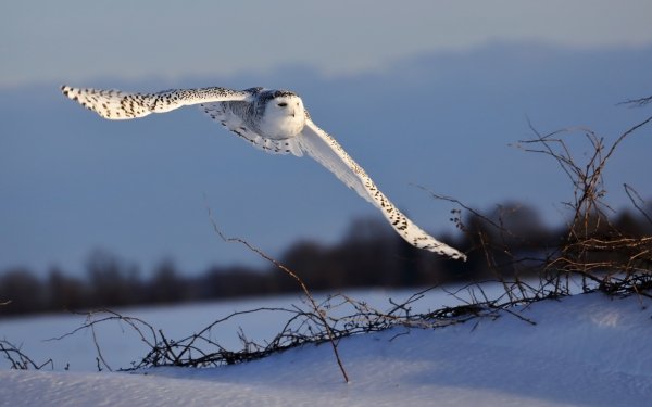 Animal Snowy Owl Birds Owls Owl Bird Snow HD Wallpaper | Background Image