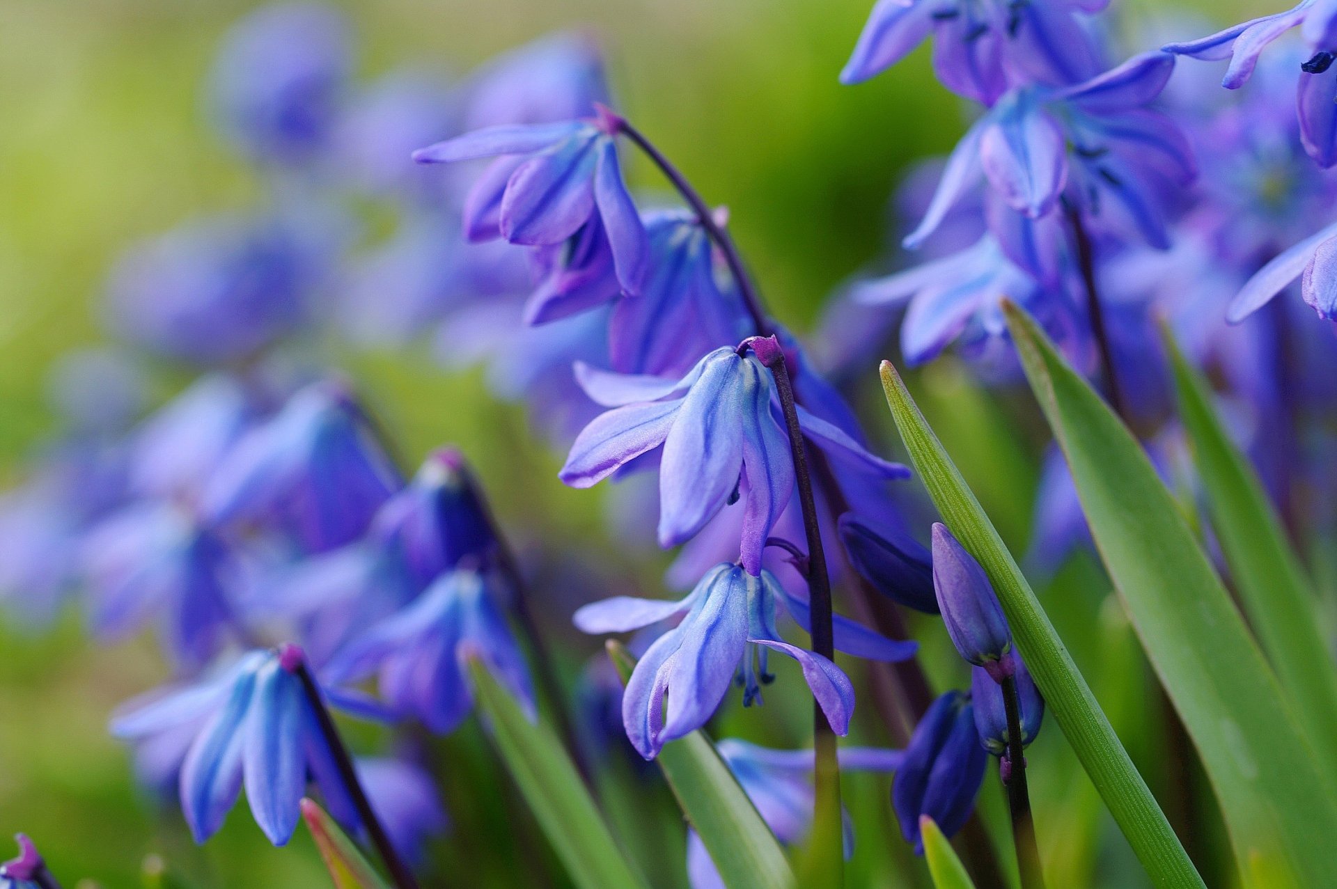 Download Nature Macro Blue Flower Flower Primrose HD Wallpaper