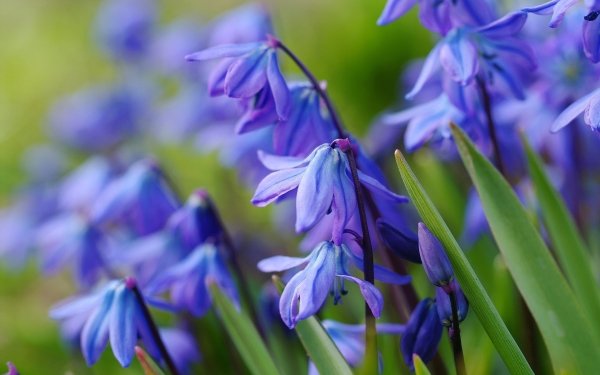 Earth Primrose Flower Blue Flower Macro Nature HD Wallpaper | Background Image