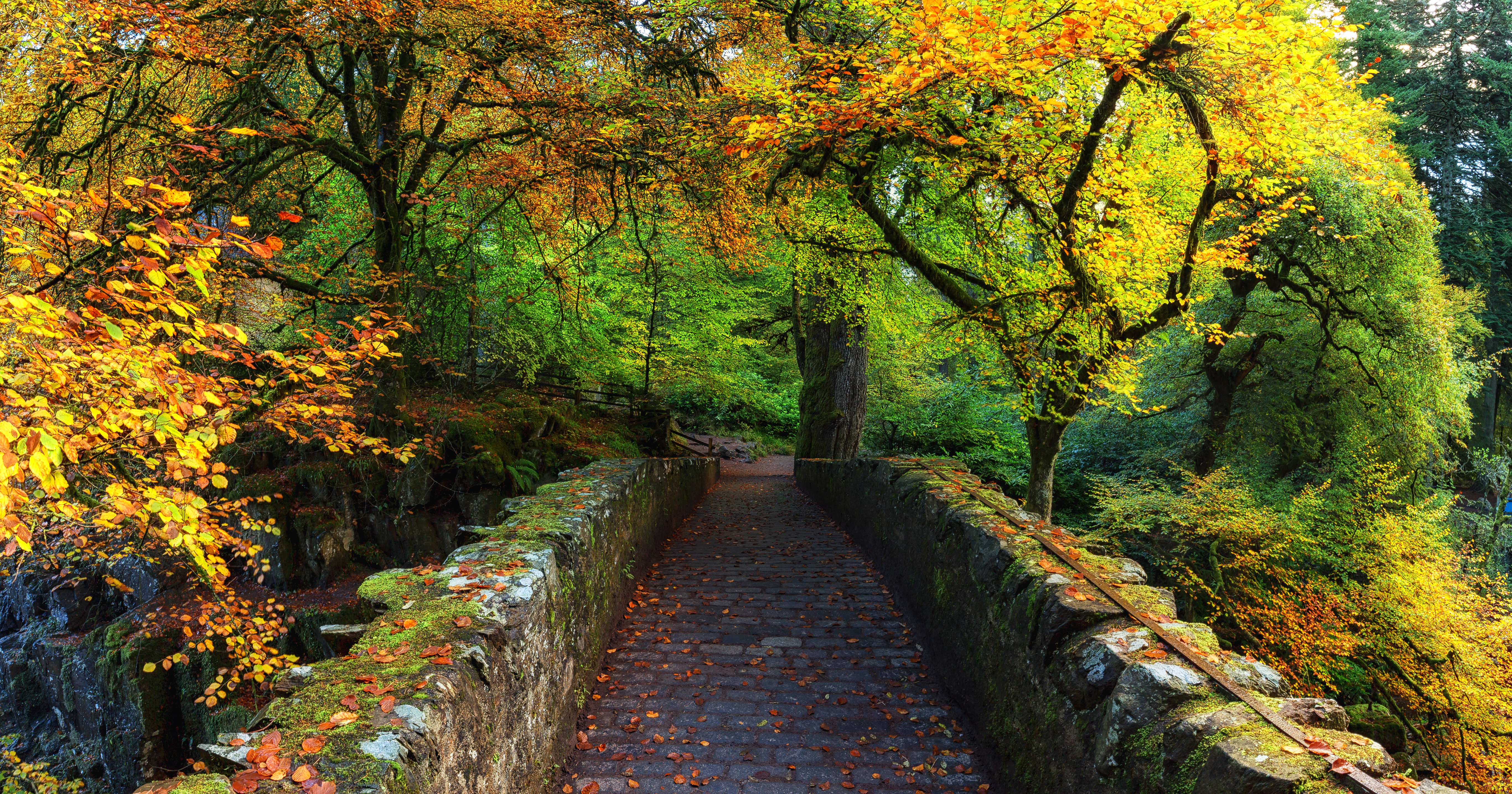 Autumn Forest Path by John McSporran
