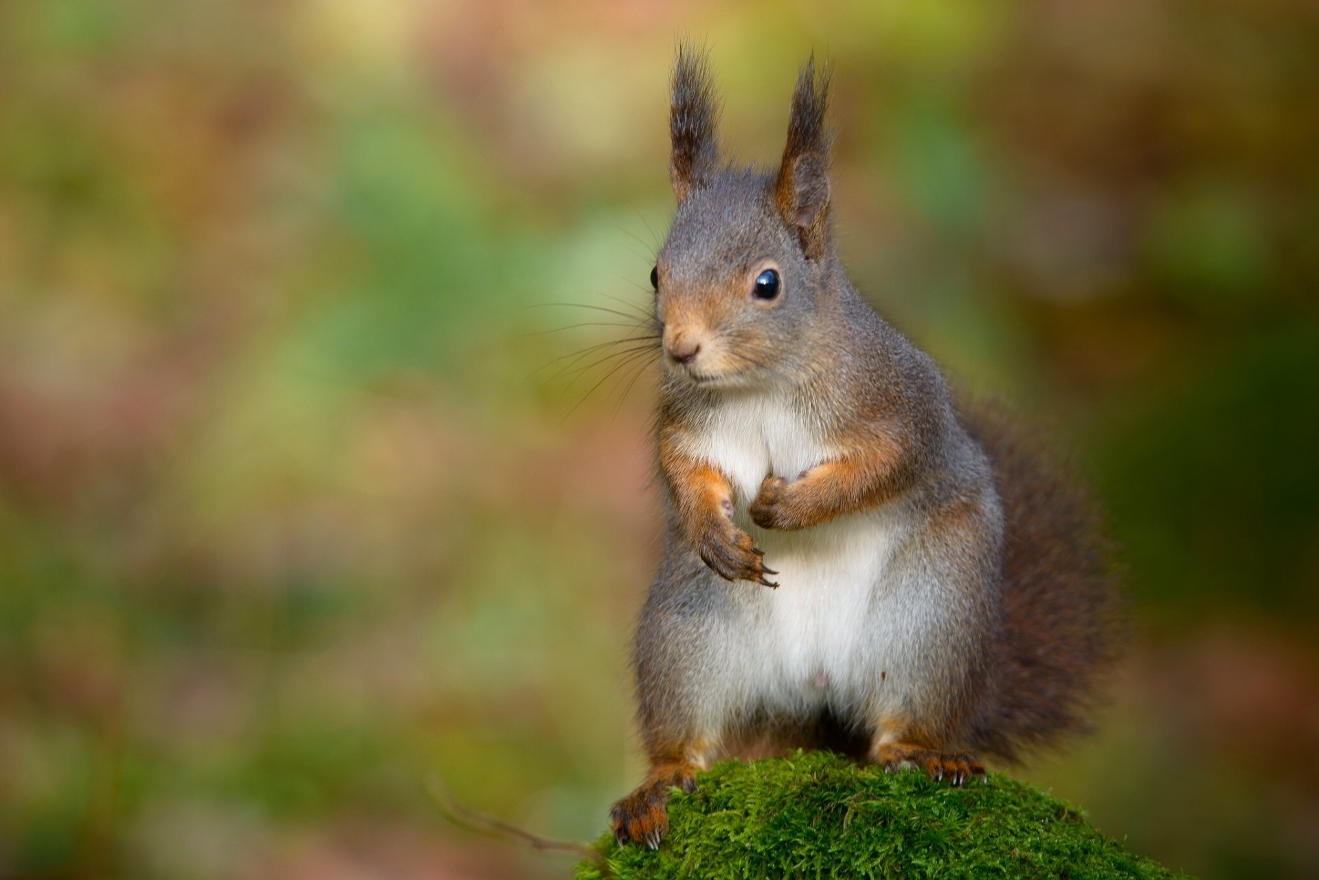 Animal Squirrel HD Wallpaper