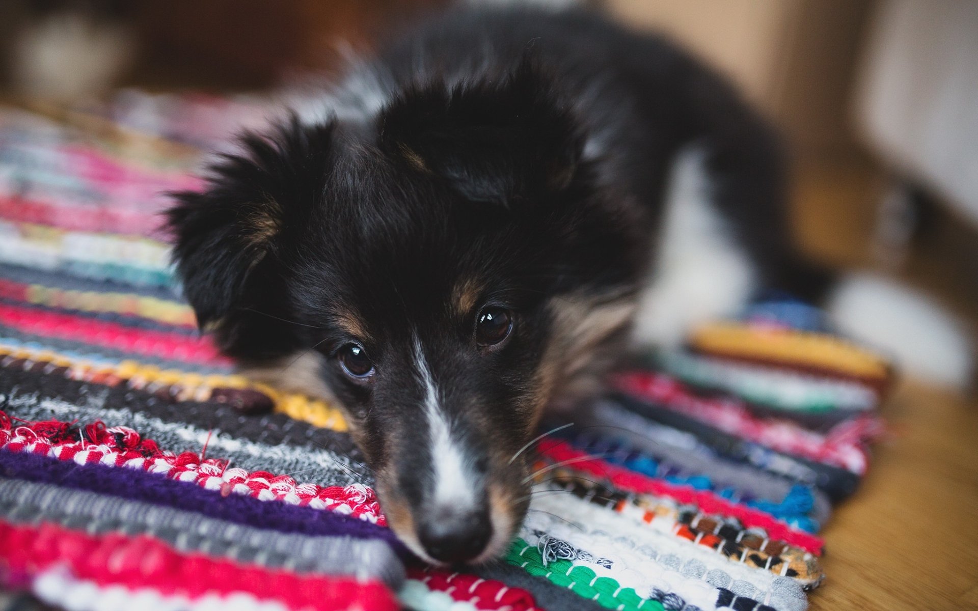 HD PC desktop wallpaper background: close-up of a puppy's muzzle and gentle eyes resting on a colorful woven rug — baby animal, dog.