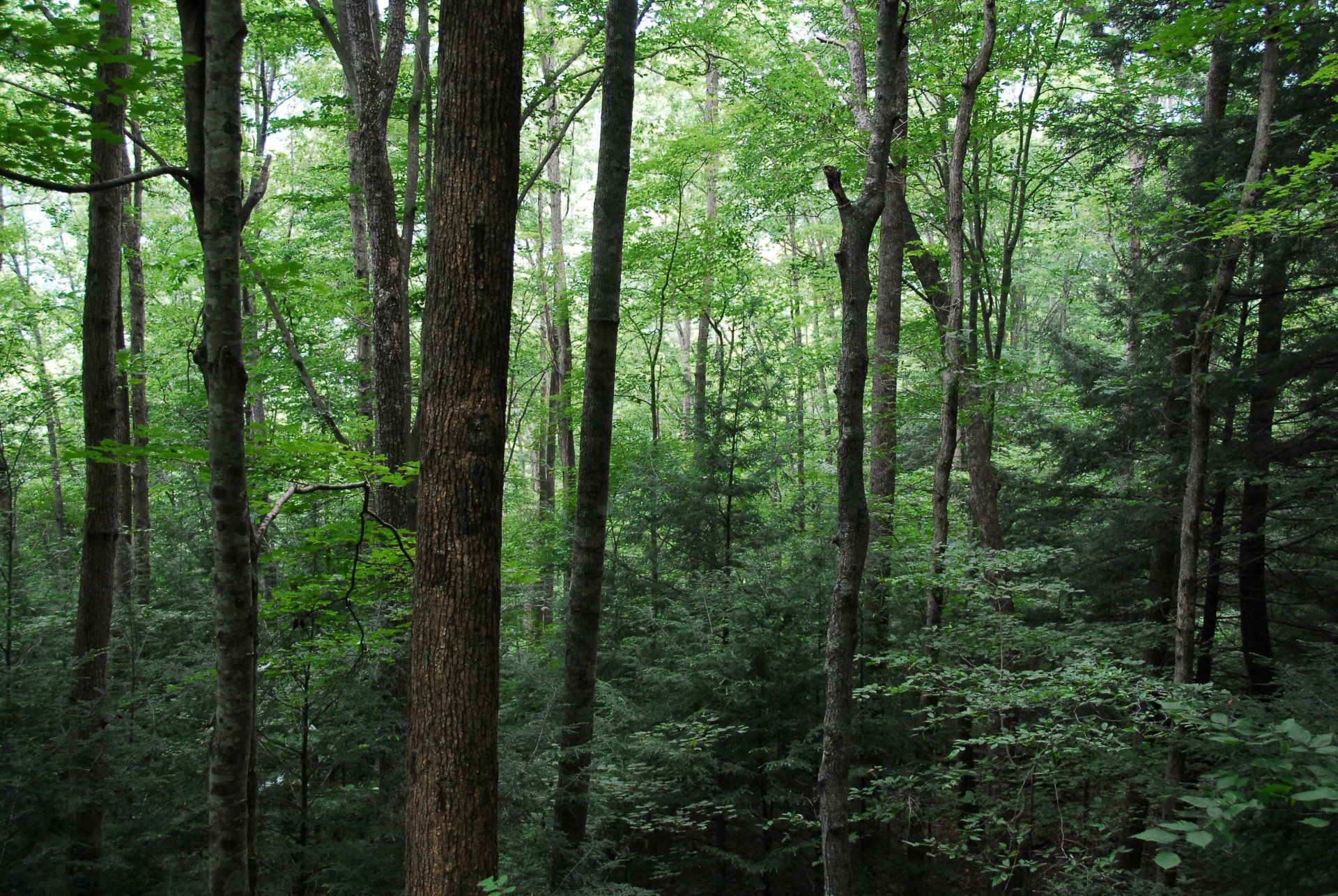 Download Leaf Tree Green Nature Forest 4k Ultra HD Wallpaper