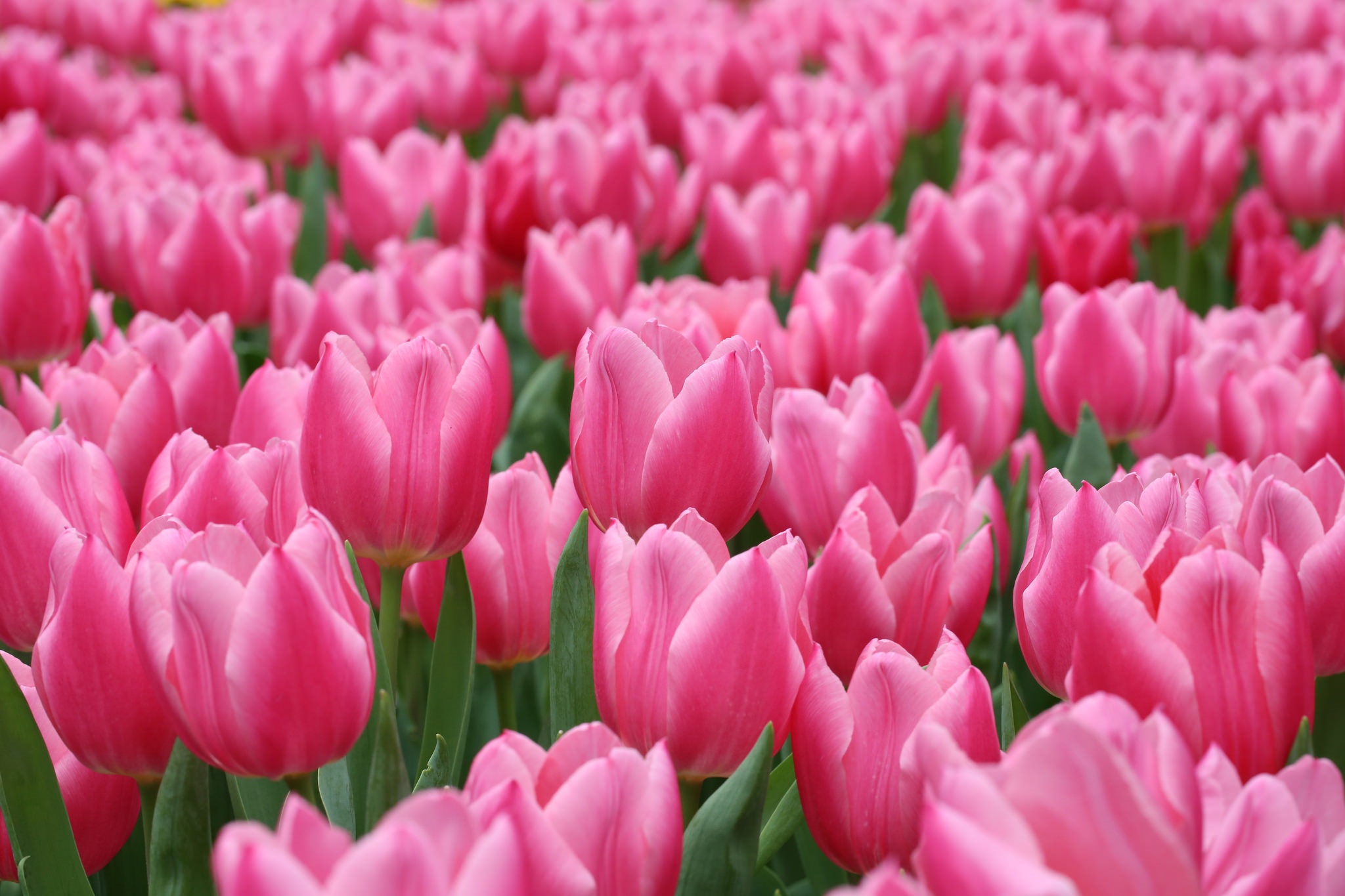 Download Pink Flower Flower Nature Tulip Hd Wallpaper