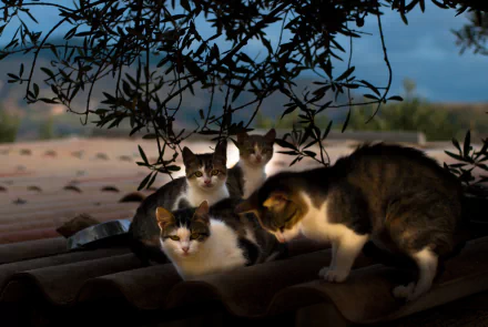stare roof Animal cat HD Desktop Wallpaper | Background Image