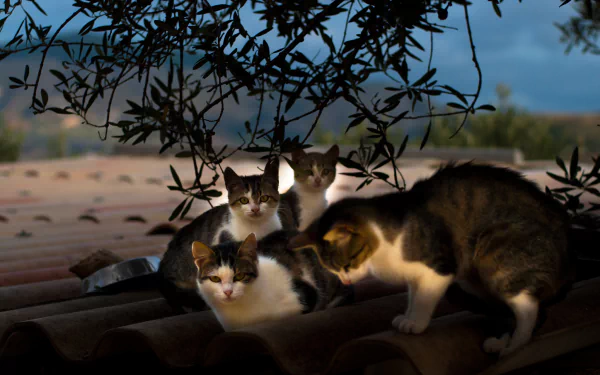 stare roof Animal cat HD Desktop Wallpaper | Background Image