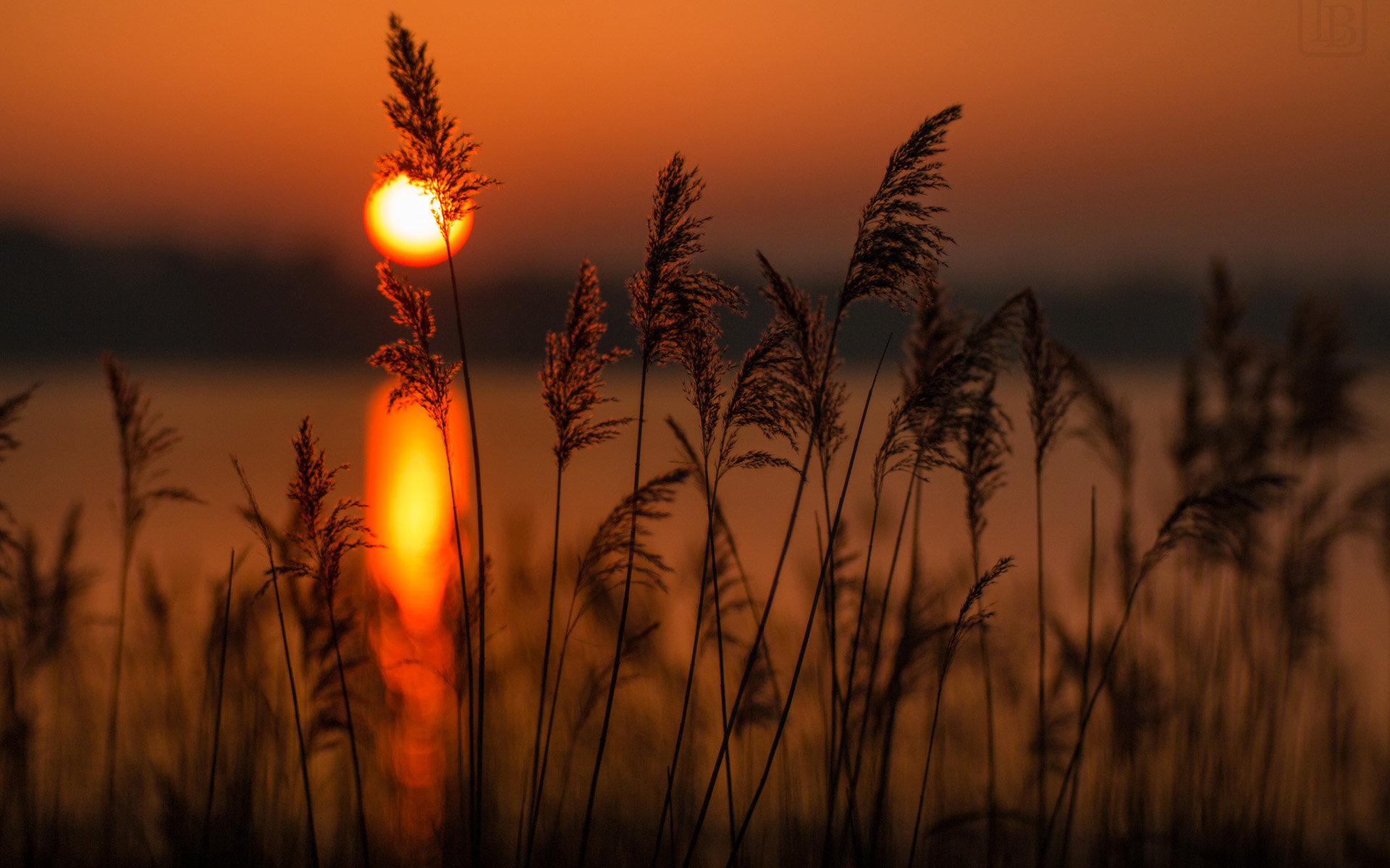 Download Silhouette Wheat Sun Nature Sunset HD Wallpaper