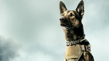 HD desktop wallpaper of Max, the Belgian Malinois from the movie, shown alert against a cloudy sky background.