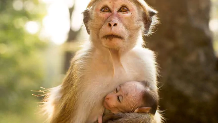 baby animal monkey movie Monkey Kingdom HD Desktop Wallpaper | Background Image