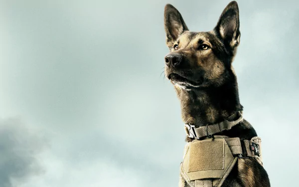 HD desktop wallpaper of Max, the Belgian Malinois from the movie, shown alert against a cloudy sky background.
