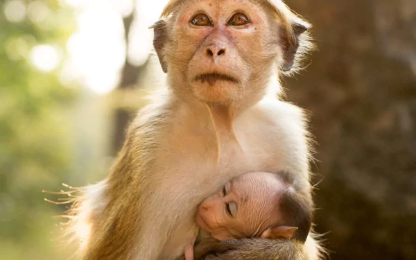 baby animal monkey movie Monkey Kingdom HD Desktop Wallpaper | Background Image