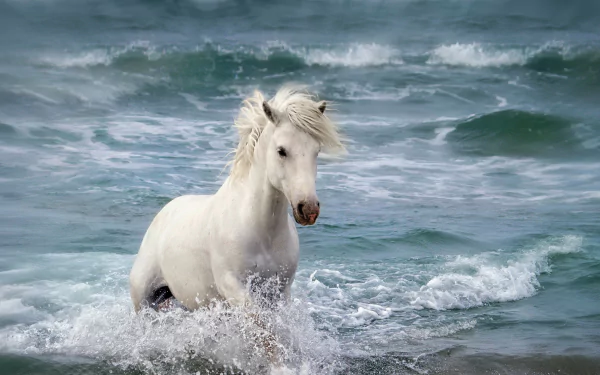 A white horse splashes through ocean waves, showcasing its elegance in this HD desktop wallpaper, capturing the beauty of nature and wildlife.