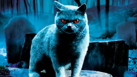 cat movie Pet Sematary (1989) HD Desktop Wallpaper | Background Image