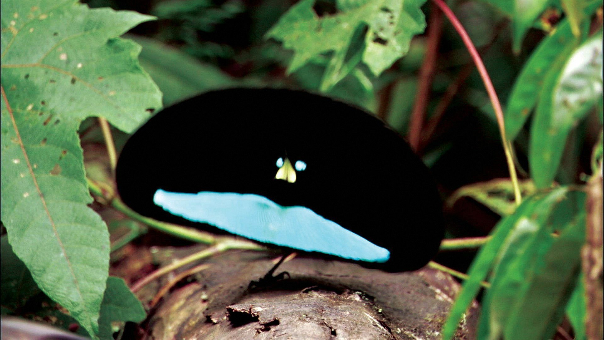 Download Shapes Bird Animal Bird Of Paradise HD Wallpaper